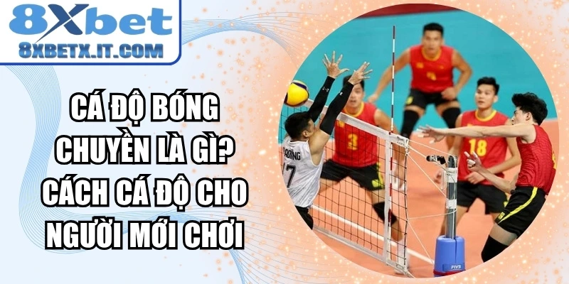 Cá độ bóng chuyền là gì? Cách cá độ cho người mới chơi