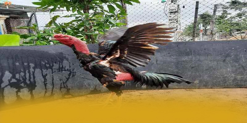 He thong tu van vien tai 8XBET He thong tu van vien tai 8XBET